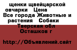 щенки щвейцарской овчарки › Цена ­ 15 000 - Все города Животные и растения » Собаки   . Тверская обл.,Осташков г.
